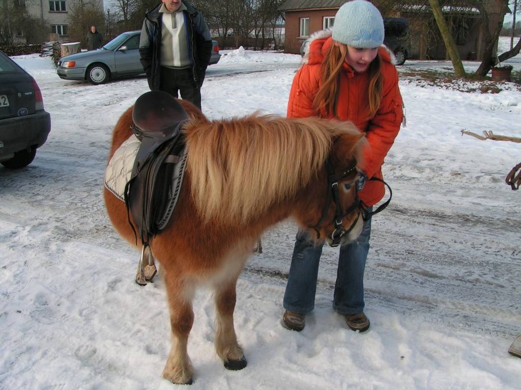 Vaiņodes pagasta Augustē sestdien vietējie iedzīvotāji un ikviens interesents tika aicināts baudīt ziemas priekus. 

Rīta pusē bērniem piedāvāja izjādes ar ponijiem un braucienus zirga vilktās kamanās. Augumā lielāki svētku dalībnieki...
Autors: Iluta Dreimane