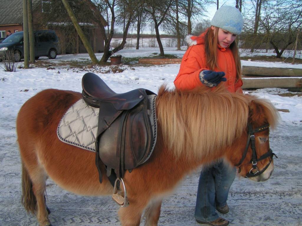 Vaiņodes pagasta Augustē sestdien vietējie iedzīvotāji un ikviens interesents tika aicināts baudīt ziemas priekus. 

Rīta pusē bērniem piedāvāja izjādes ar ponijiem un braucienus zirga vilktās kamanās. Augumā lielāki svētku dalībnieki...
Autors: Iluta Dreimane