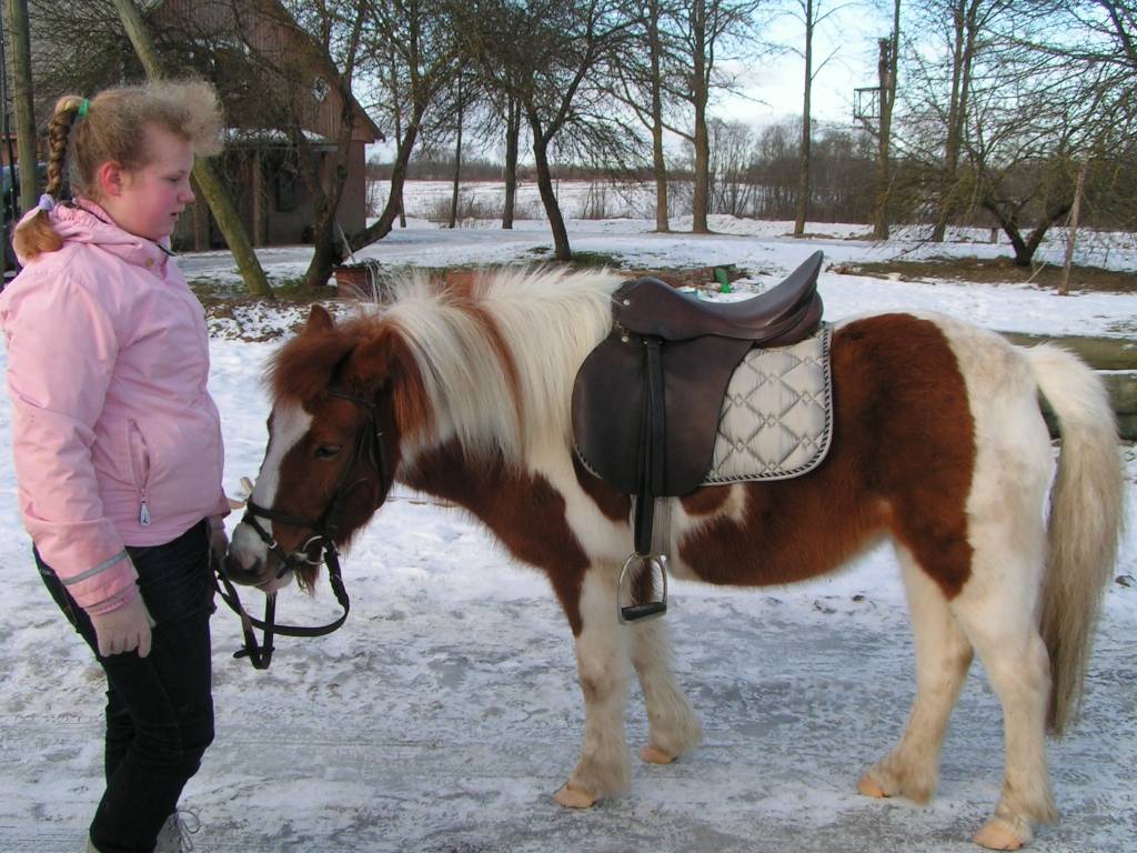 Vaiņodes pagasta Augustē sestdien vietējie iedzīvotāji un ikviens interesents tika aicināts baudīt ziemas priekus. 

Rīta pusē bērniem piedāvāja izjādes ar ponijiem un braucienus zirga vilktās kamanās. Augumā lielāki svētku dalībnieki...
Autors: Iluta Dreimane