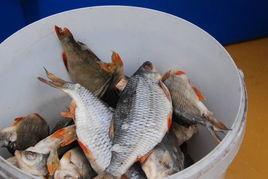 Sestdien Liepājā, Krūmu ielā 14, vērās vārti lauku produktu tirdziņam. “Atbalstīt zemniekus vajag,” saka kāda kundze, steidzot pēc rucavnieces Olgas Dūrējas ceptās maizes. 
“Laikam esmu nogulējusi, vajadzēja nākt agrāk,” konstatē cita,...
Autors: Anita Platace