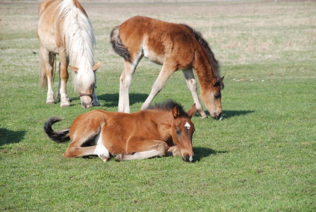 Aprīļa beigās visā pasaulē atzīmē Veterināro dienu. Šogad tās devīze – “Veterinārārsti un dzīvnieku īpašnieki: veiksmīga sadarbība”. Ar savu sadarbību interesentus – Vērgales pagasta pirmskolas iestādes “Kastanītis” audzēkņus –...
Autors: Anita Platace