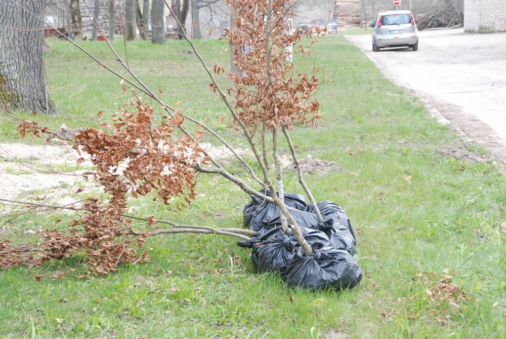 Piemiņai par Kapsēdes pamatskolā pavadīto laiku un papildinot Kapsēdes muižas parku, divdesmit jaunu kociņu parkā trešdien iestādīja vietējās pamatskolas izlaiduma klases audzēkņi.

Stādīšanai no kokaudzētavas “Īve” atvesti sarkano ozolu,...
Autors: Sarmīte Štrausa
