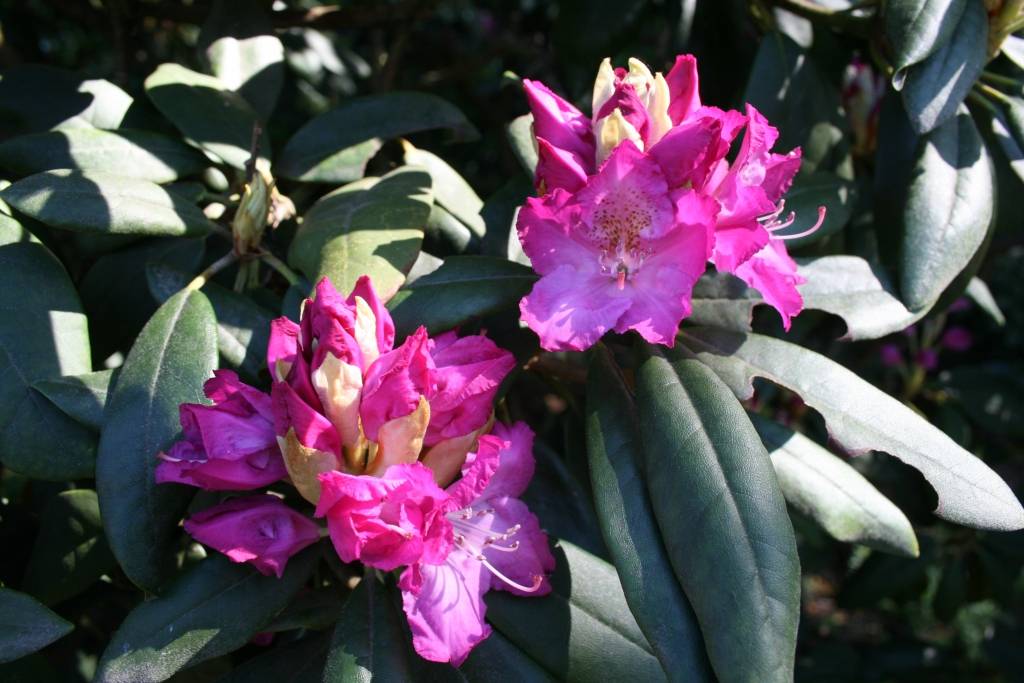 Latvijas Universitātes Botāniskajā dārzā šajās saulainajās dienās ar pilnu sparu sākuši ziedēt rododendri, dārza apmeklētājus priecējot ar dažādu krāsu skaistiem ziediem.

Pirmdien Botāniskajā dārzā bija apmeklētāju pieplūdums, kuri...
Autors: Uldis Dobelis
