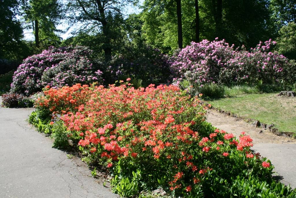 Latvijas Universitātes Botāniskajā dārzā šajās saulainajās dienās ar pilnu sparu sākuši ziedēt rododendri, dārza apmeklētājus priecējot ar dažādu krāsu skaistiem ziediem.

Pirmdien Botāniskajā dārzā bija apmeklētāju pieplūdums, kuri...
Autors: Uldis Dobelis