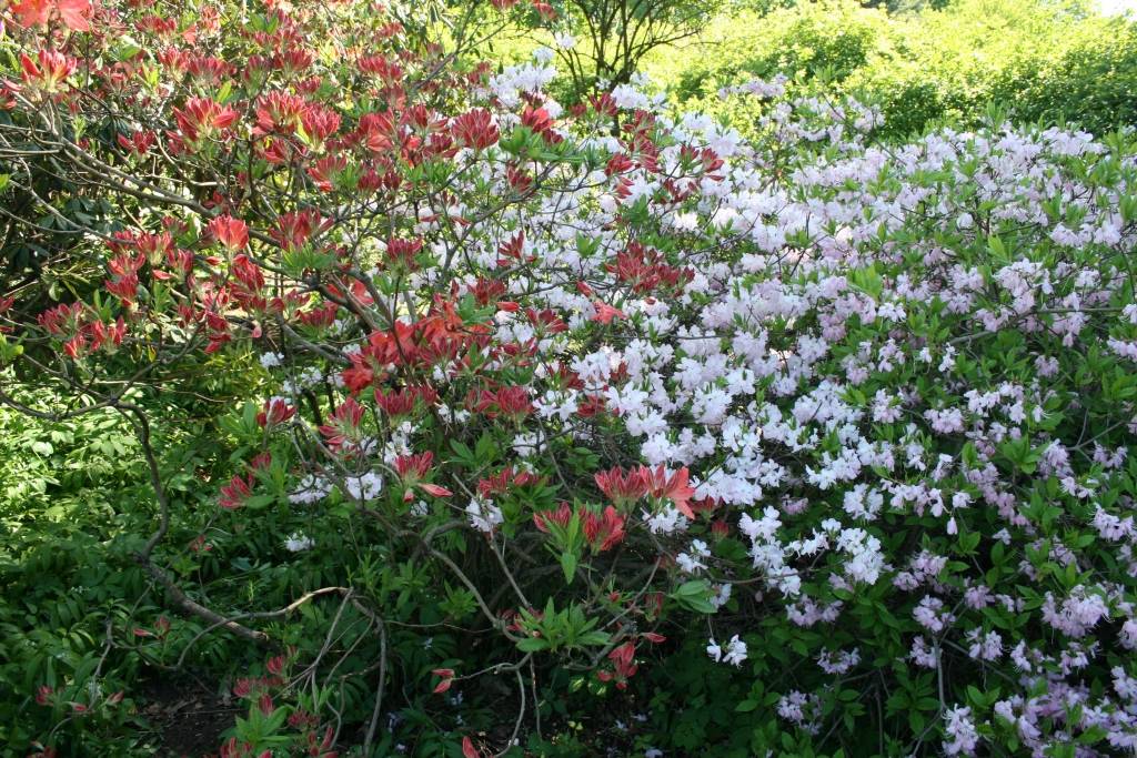 Latvijas Universitātes Botāniskajā dārzā šajās saulainajās dienās ar pilnu sparu sākuši ziedēt rododendri, dārza apmeklētājus priecējot ar dažādu krāsu skaistiem ziediem.

Pirmdien Botāniskajā dārzā bija apmeklētāju pieplūdums, kuri...
Autors: Uldis Dobelis