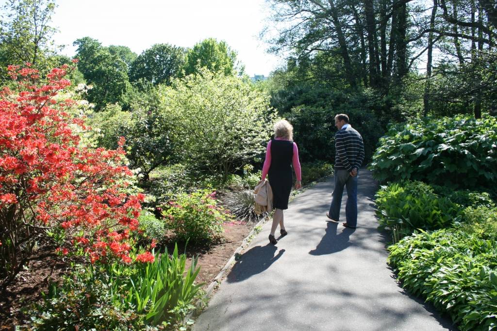 Latvijas Universitātes Botāniskajā dārzā šajās saulainajās dienās ar pilnu sparu sākuši ziedēt rododendri, dārza apmeklētājus priecējot ar dažādu krāsu skaistiem ziediem.

Pirmdien Botāniskajā dārzā bija apmeklētāju pieplūdums, kuri...
Autors: Uldis Dobelis