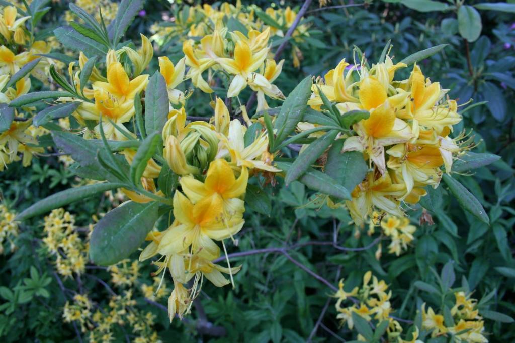 Latvijas Universitātes Botāniskajā dārzā šajās saulainajās dienās ar pilnu sparu sākuši ziedēt rododendri, dārza apmeklētājus priecējot ar dažādu krāsu skaistiem ziediem.

Pirmdien Botāniskajā dārzā bija apmeklētāju pieplūdums, kuri...
Autors: Uldis Dobelis