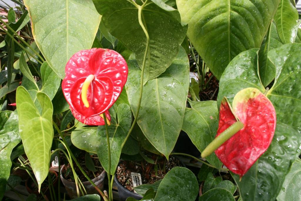 Latvijas Universitātes Botāniskajā dārzā šajās saulainajās dienās ar pilnu sparu sākuši ziedēt rododendri, dārza apmeklētājus priecējot ar dažādu krāsu skaistiem ziediem.

Pirmdien Botāniskajā dārzā bija apmeklētāju pieplūdums, kuri...
Autors: Uldis Dobelis