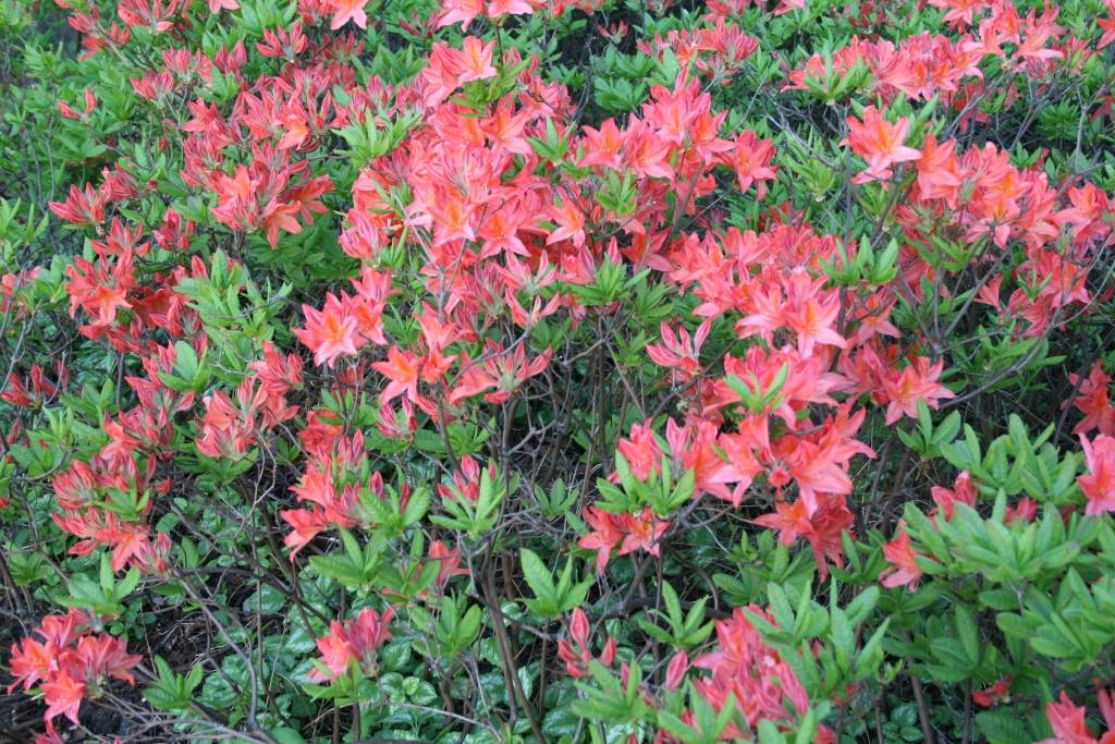 Latvijas Universitātes Botāniskajā dārzā šajās saulainajās dienās ar pilnu sparu sākuši ziedēt rododendri, dārza apmeklētājus priecējot ar dažādu krāsu skaistiem ziediem.

Pirmdien Botāniskajā dārzā bija apmeklētāju pieplūdums, kuri...
Autors: Uldis Dobelis
