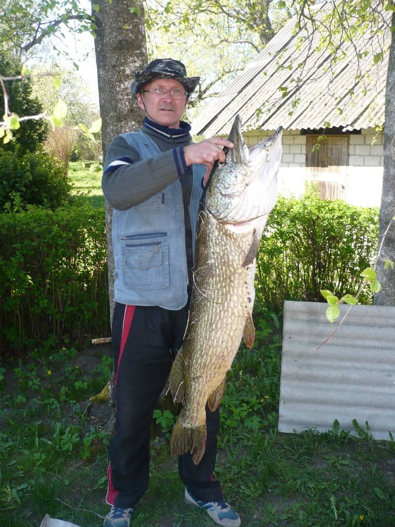 Nīcenieks Juris Neimanis Bārtas upē ticis pie diža loma – 12,425 kilogramus smagas un 105 centimetrus garas līdakas.
Autors: Sarmīte Štrausa