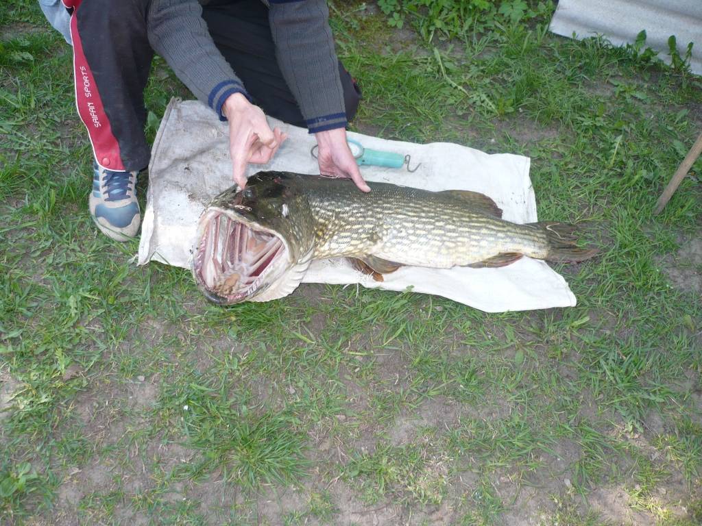 Nīcenieks Juris Neimanis Bārtas upē ticis pie diža loma – 12,425 kilogramus smagas un 105 centimetrus garas līdakas.
Autors: Sarmīte Štrausa