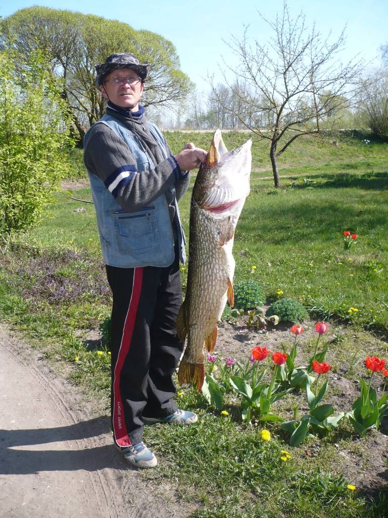 Nīcenieks Juris Neimanis Bārtas upē ticis pie diža loma – 12,425 kilogramus smagas un 105 centimetrus garas līdakas.
Autors: Sarmīte Štrausa