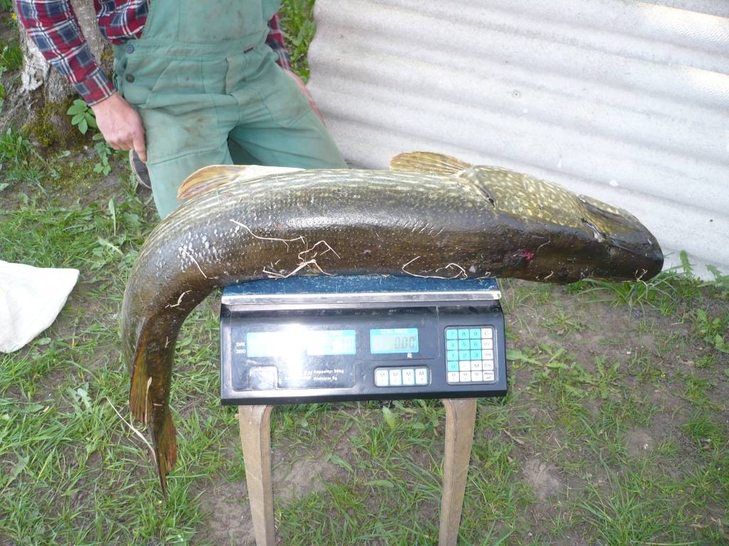Nīcenieks Juris Neimanis Bārtas upē ticis pie diža loma – 12,425 kilogramus smagas un 105 centimetrus garas līdakas.
Autors: Sarmīte Štrausa