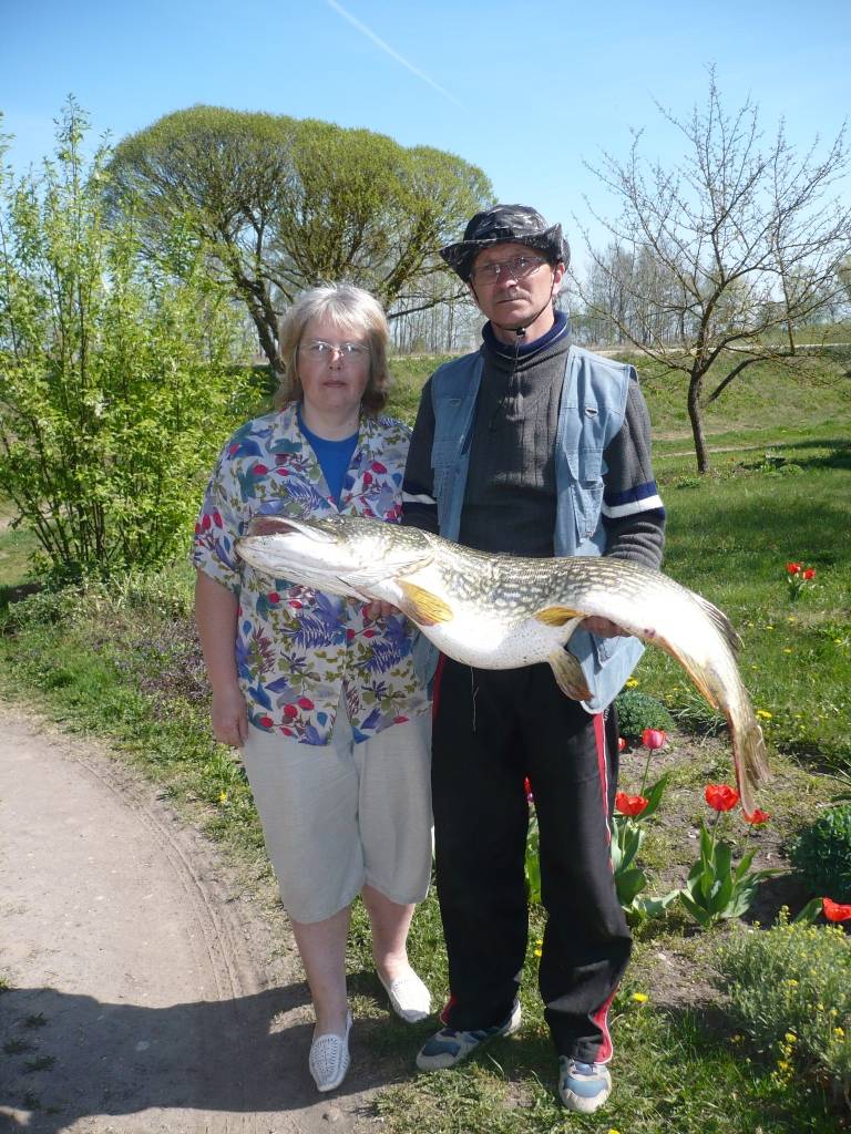 Nīcenieks Juris Neimanis Bārtas upē ticis pie diža loma – 12,425 kilogramus smagas un 105 centimetrus garas līdakas.
Autors: Sarmīte Štrausa