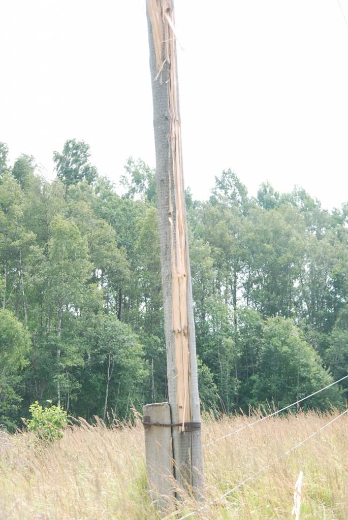 AS “Sadales tīkls” Liepājas iecirkņa remonta un celtniecības dienesta darbinieki atjauno elektrolīniju Dunikā. Naktī uz ceturtdienu, sašķeļot septiņus stabus, to izpostījis spēcīgs negaiss. Ap pulksten pieciem “šausmīgu grandoņu”...
Autors: "Rekurzeme", portāls
