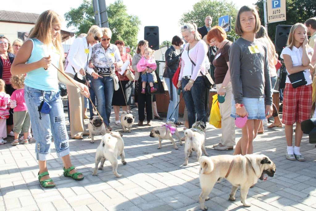 Svētdien, 23. augustā, Pētertirgū Liepājā notika mopsīšu tusiņš. Apmeklētājus priecēja aptuveni 20 mopsīši. Drosmīgākie no viņiem rādīja, ko bija samācījušies.
Autors: Uldis Dobelis