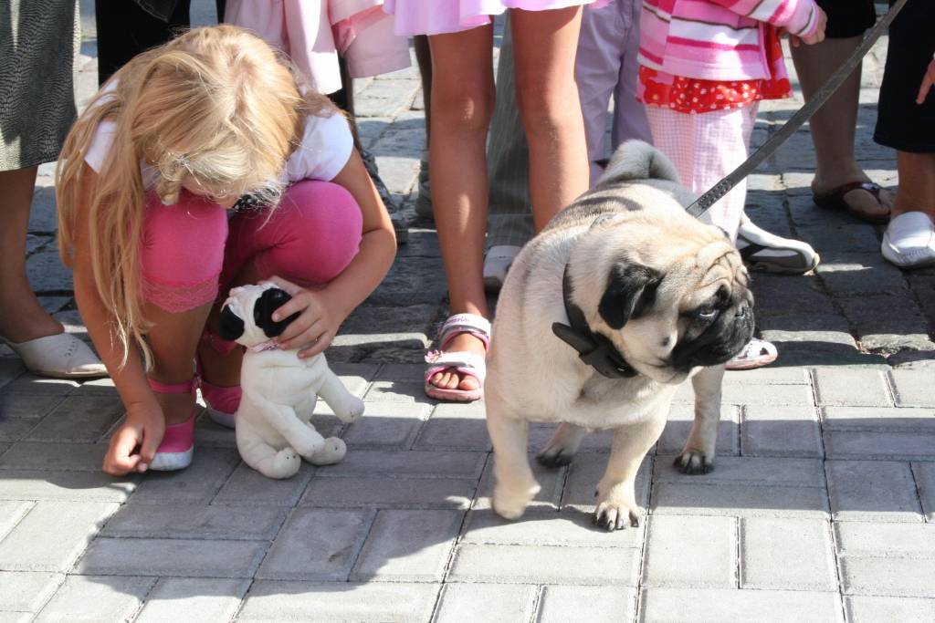 Svētdien, 23. augustā, Pētertirgū Liepājā notika mopsīšu tusiņš. Apmeklētājus priecēja aptuveni 20 mopsīši. Drosmīgākie no viņiem rādīja, ko bija samācījušies.
Autors: Uldis Dobelis