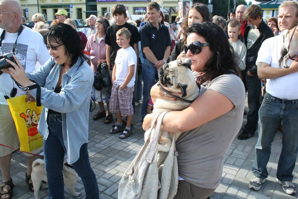 Svētdien, 23. augustā, Pētertirgū Liepājā notika mopsīšu tusiņš. Apmeklētājus priecēja aptuveni 20 mopsīši. Drosmīgākie no viņiem rādīja, ko bija samācījušies.
Autors: Uldis Dobelis