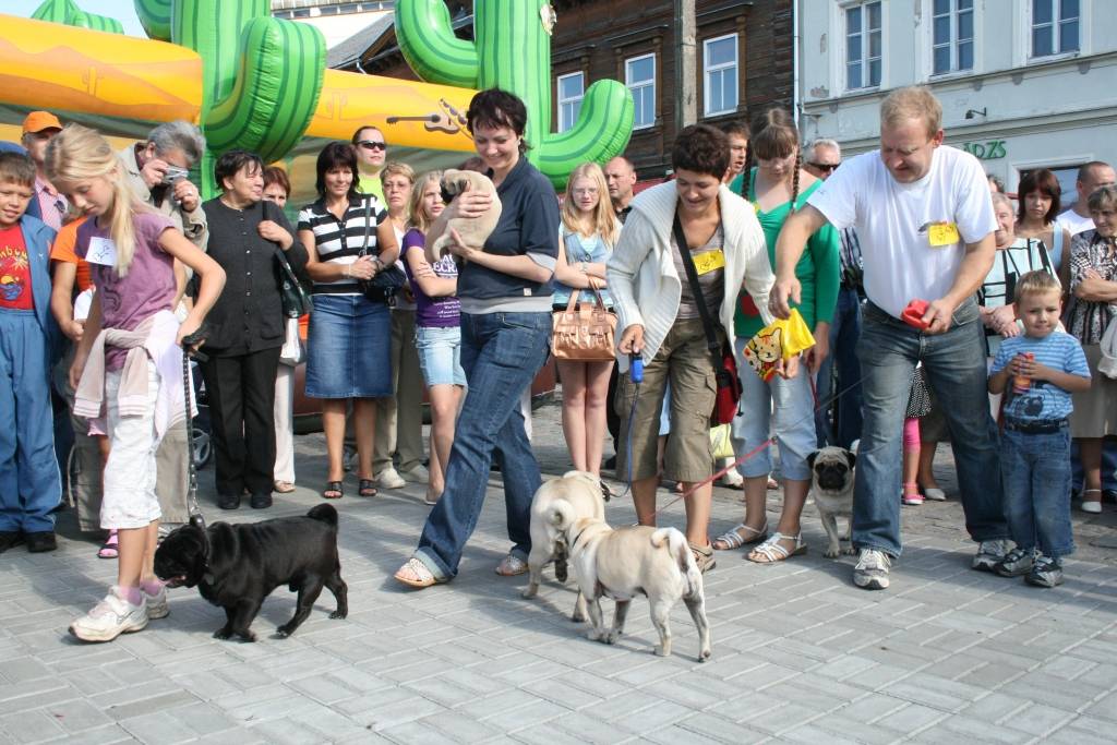 Svētdien, 23. augustā, Pētertirgū Liepājā notika mopsīšu tusiņš. Apmeklētājus priecēja aptuveni 20 mopsīši. Drosmīgākie no viņiem rādīja, ko bija samācījušies.
Autors: Uldis Dobelis