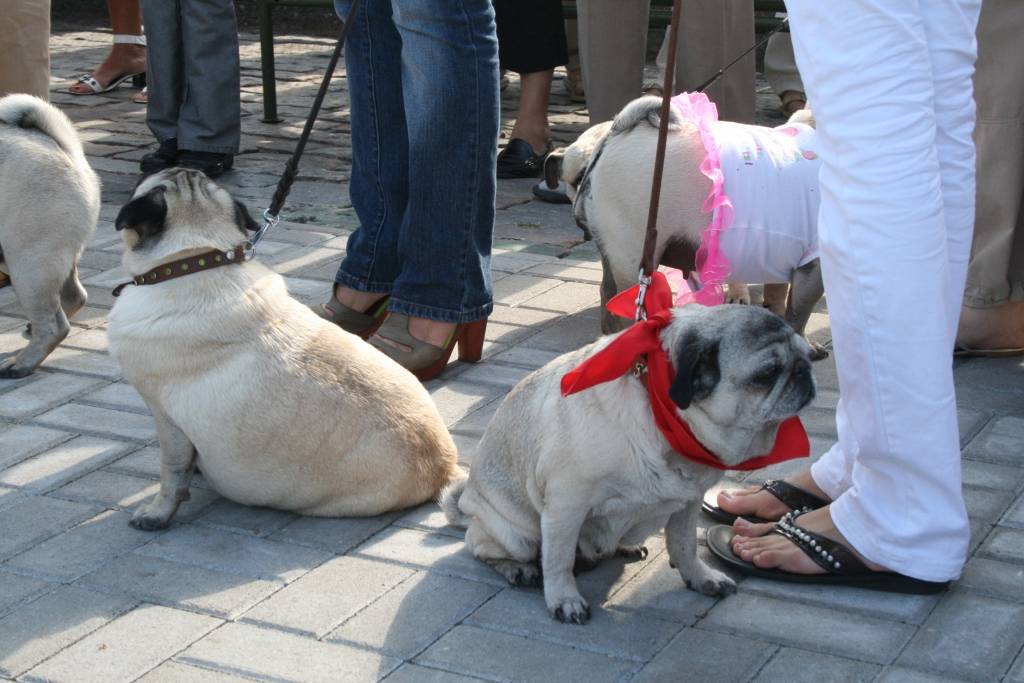 Svētdien, 23. augustā, Pētertirgū Liepājā notika mopsīšu tusiņš. Apmeklētājus priecēja aptuveni 20 mopsīši. Drosmīgākie no viņiem rādīja, ko bija samācījušies.
Autors: Uldis Dobelis