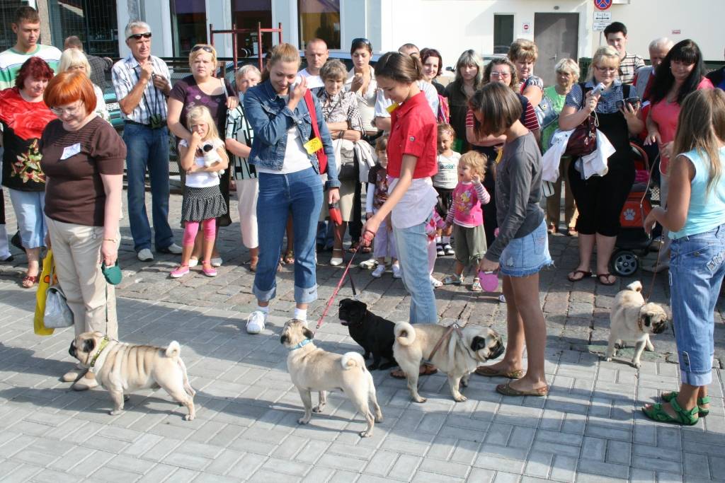 Svētdien, 23. augustā, Pētertirgū Liepājā notika mopsīšu tusiņš. Apmeklētājus priecēja aptuveni 20 mopsīši. Drosmīgākie no viņiem rādīja, ko bija samācījušies.
Autors: Uldis Dobelis