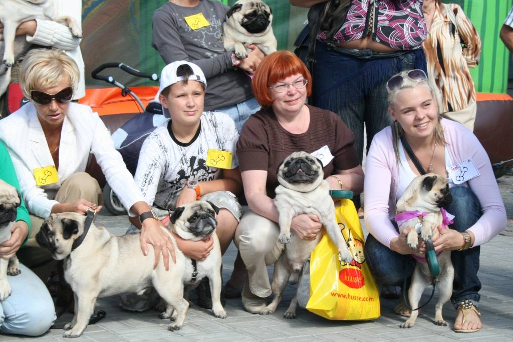Svētdien, 23. augustā, Pētertirgū Liepājā notika mopsīšu tusiņš. Apmeklētājus priecēja aptuveni 20 mopsīši. Drosmīgākie no viņiem rādīja, ko bija samācījušies.
Autors: Uldis Dobelis