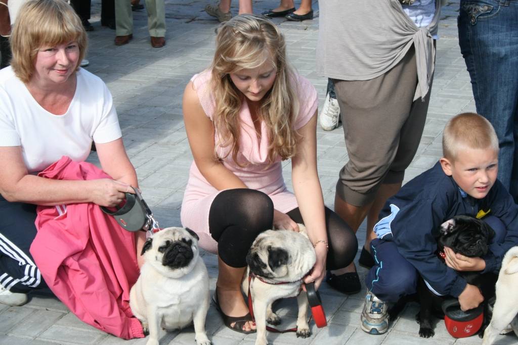 Svētdien, 23. augustā, Pētertirgū Liepājā notika mopsīšu tusiņš. Apmeklētājus priecēja aptuveni 20 mopsīši. Drosmīgākie no viņiem rādīja, ko bija samācījušies.
Autors: Uldis Dobelis