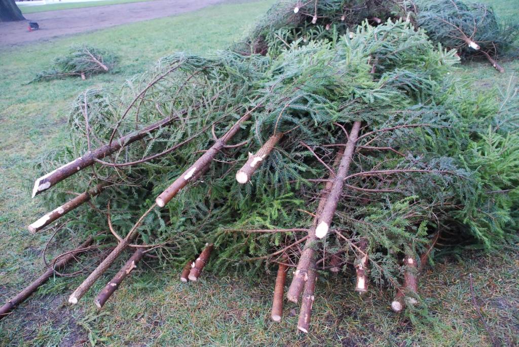 Šodien, 26. novembrī, Rožu laukumā sāk uzstādīt lielo svētku egli. 12 metrus augstā egle tiks veidota no 600 mazām eglītēm. Egles svinīgā iedegšana Rožu laukumā paredzēta 1. decembrī pulksten 18. Liepājas Bērnu un jaunatnes centra audzēkņi...