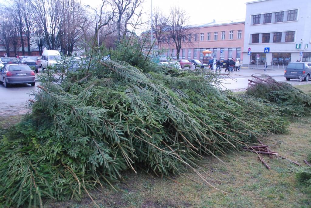 Šodien, 26. novembrī, Rožu laukumā sāk uzstādīt lielo svētku egli. 12 metrus augstā egle tiks veidota no 600 mazām eglītēm. Egles svinīgā iedegšana Rožu laukumā paredzēta 1. decembrī pulksten 18. Liepājas Bērnu un jaunatnes centra audzēkņi...