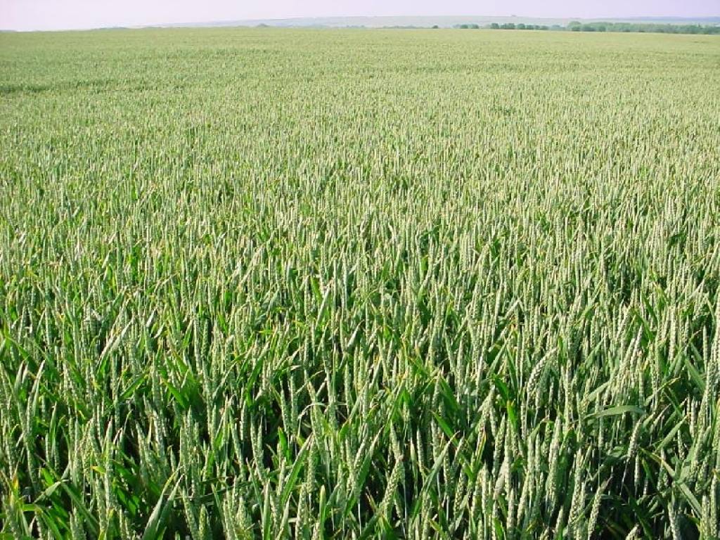 Autors: Dainis Ģelzis