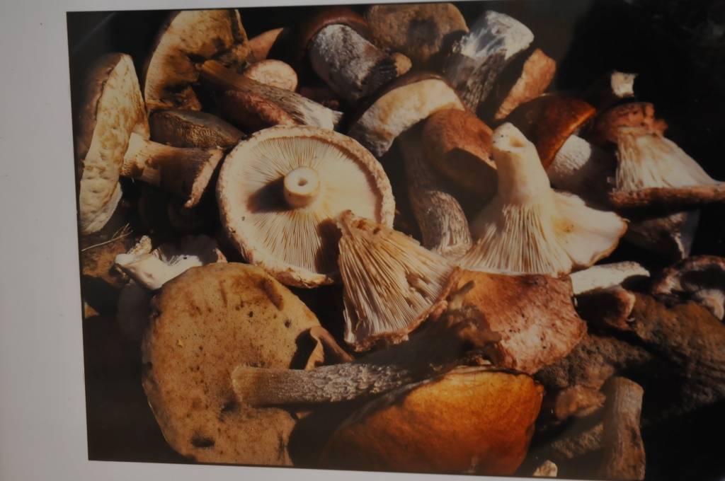 Atzīmējot 88. gadskārtu, fotogrāfs Edgars Vilsons pagastmājā izlicis dažādu gadugājumu darbus, kuros medzenieki var atpazīt pagasta iedzīvotājus, zināmas vietas apkārtnē vai vienkārši priecāties par labiem skatiem.
E. Vilsons fotogrāfiju...
Autors: Ilze Vainovska