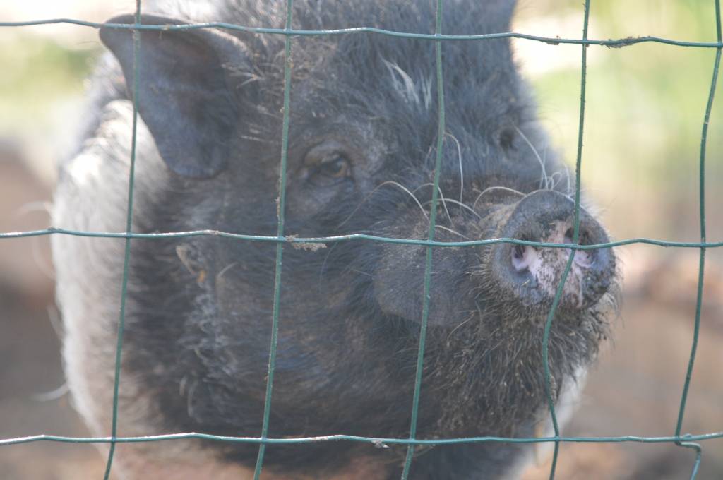 Piektdien, 3. jūnijā, simboliski tika iedzīts pirmais stūra mieta slēgta tipa vasaras nojumei Grobiņas novada "Dižvanagos". Nojumes būvei tiks izmantots Mārtiņa Freimaņa fonda piešķirtais finansējums - četri tūkstoši latu. 
Trīs gadu...
Autors: Ilze Vainovska
