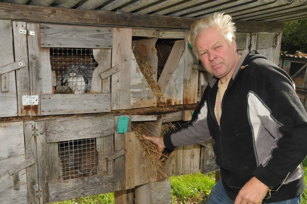 Ilma un Edmunds Rubeņi Medzes pagasta „Elčukos” līdztekus šķirnes trušu izkopšanai pievērsušies arī paipalu audzēšanai. Lai arī uzkrāta zināma pieredze, šajā jomā jāmācās visu mūžu, atzīst saimnieki. 
Autors: ReKurZeme, portāls