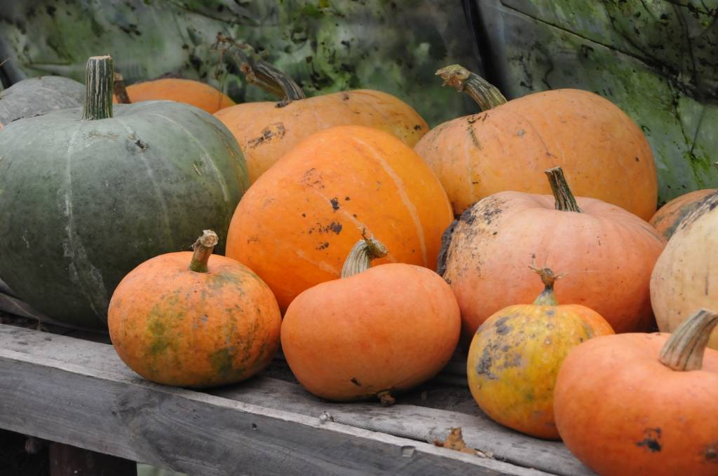 Līdzīgi kā gurķi, zemenes vai citas pašmāju dārza veltes, ķirbji ir sezonas prece. Lielākais pieprasījums pēc tiem ir tieši rudenī un ziemā, pārliecinājušies ķirbju audzētāji no “Vērgales Birzmaļiem” Pūpolu ģimene. Saimniece Rigonda Pūpola...
Autors: Iluta Dreimane