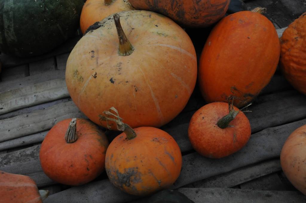 Līdzīgi kā gurķi, zemenes vai citas pašmāju dārza veltes, ķirbji ir sezonas prece. Lielākais pieprasījums pēc tiem ir tieši rudenī un ziemā, pārliecinājušies ķirbju audzētāji no “Vērgales Birzmaļiem” Pūpolu ģimene. Saimniece Rigonda Pūpola...
Autors: Iluta Dreimane