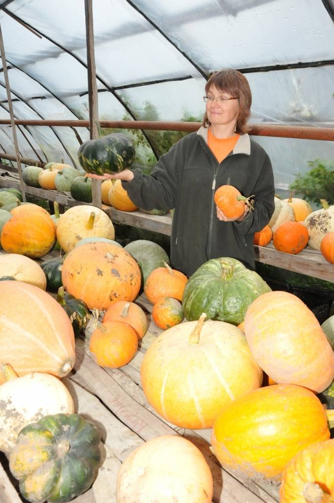 Līdzīgi kā gurķi, zemenes vai citas pašmāju dārza veltes, ķirbji ir sezonas prece. Lielākais pieprasījums pēc tiem ir tieši rudenī un ziemā, pārliecinājušies ķirbju audzētāji no “Vērgales Birzmaļiem” Pūpolu ģimene. Saimniece Rigonda Pūpola...
Autors: Iluta Dreimane