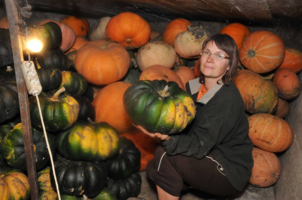 Līdzīgi kā gurķi, zemenes vai citas pašmāju dārza veltes, ķirbji ir sezonas prece. Lielākais pieprasījums pēc tiem ir tieši rudenī un ziemā, pārliecinājušies ķirbju audzētāji no “Vērgales Birzmaļiem” Pūpolu ģimene. Saimniece Rigonda Pūpola...
Autors: Iluta Dreimane