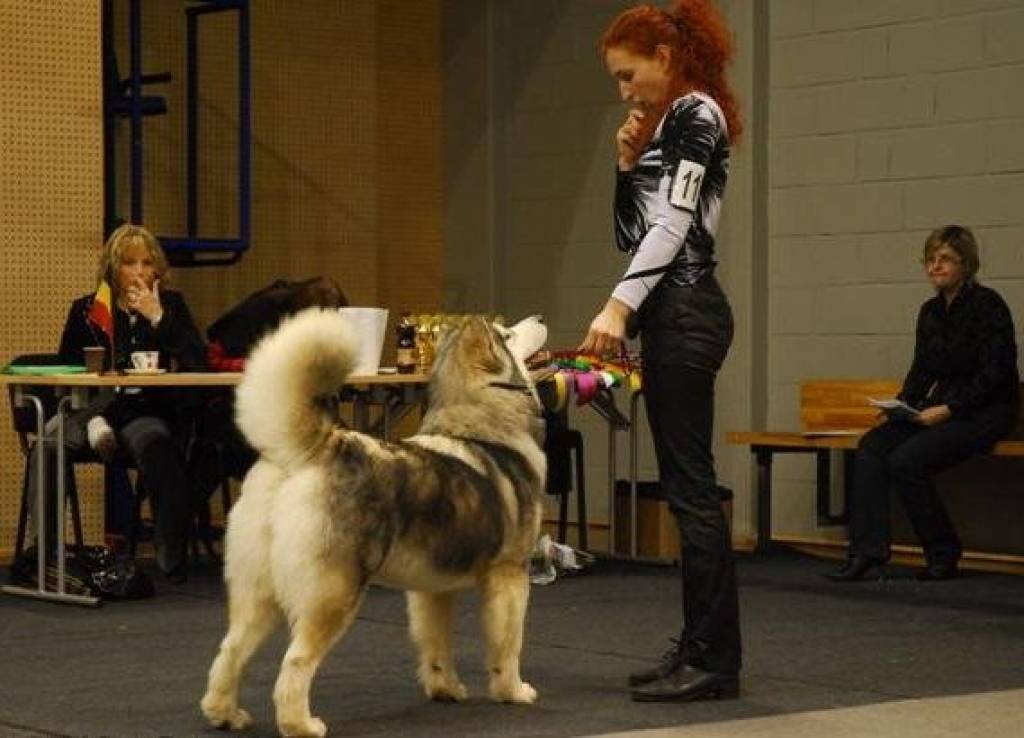 Autors: dogs.lv