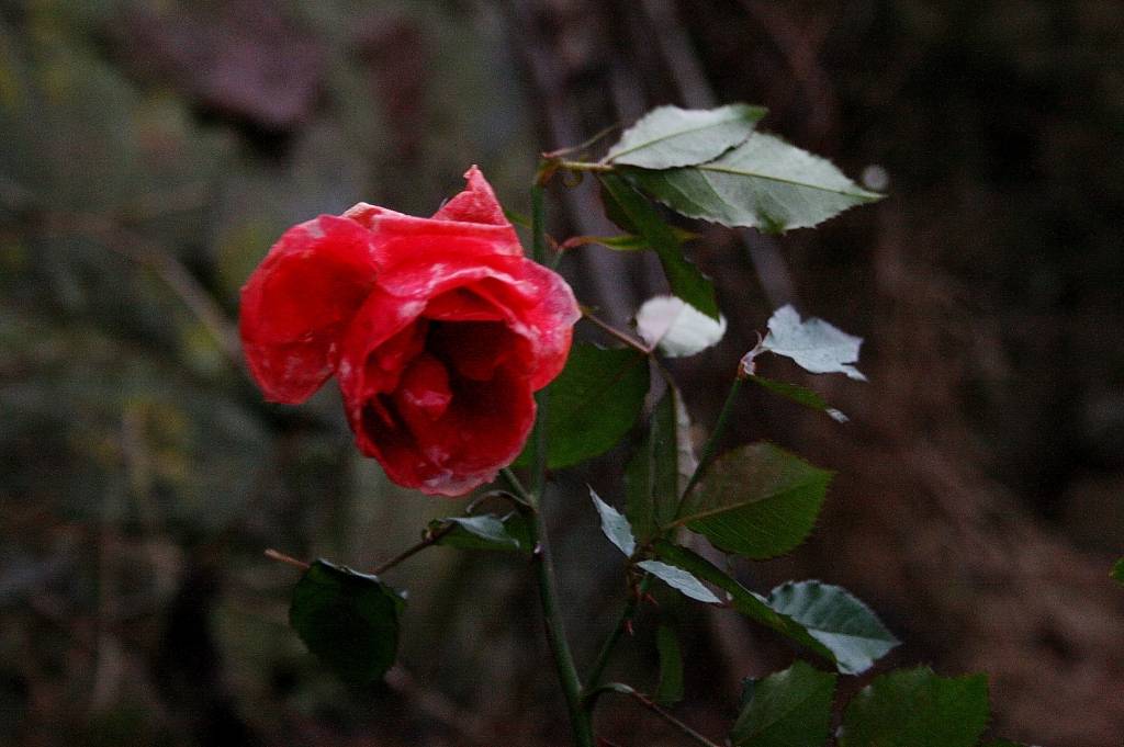 25. decembrī, Pirmajos Ziemassvētkos, aiz loga piemājas dārzā skaisti zied roze. Pērn tur ap šo laiku bija neizbrienams sniegs.
Autors: Uldis Dobelis