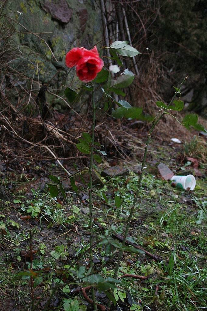 25. decembrī, Pirmajos Ziemassvētkos, aiz loga piemājas dārzā skaisti zied roze. Pērn tur ap šo laiku bija neizbrienams sniegs.
Autors: Uldis Dobelis