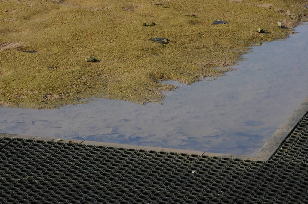 Liepājas stadions "Daugava" pamazām žūst un gatavojas jaunajai sezonai.