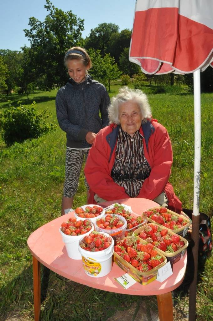 Lūcija Jurševska ar mazmeitu Teiksmu Matuti pie benzīntanka Nīcā iekārtojušas savu stendu un pārdod zemenes. Jau ceturto gadu L. Jurševska ar vēl kādu kundzi tur pārdod pašu izaudzētās ogas.
Par to, kā viņām veicas, lasiet "Kursas Laika"...
Autors: ReKurZeme, portāls