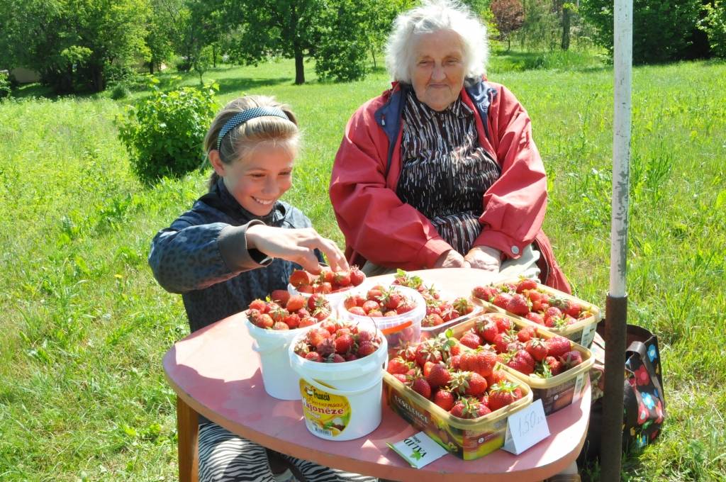 Lūcija Jurševska ar mazmeitu Teiksmu Matuti pie benzīntanka Nīcā iekārtojušas savu stendu un pārdod zemenes. Jau ceturto gadu L. Jurševska ar vēl kādu kundzi tur pārdod pašu izaudzētās ogas.
Par to, kā viņām veicas, lasiet "Kursas Laika"...
Autors: ReKurZeme, portāls