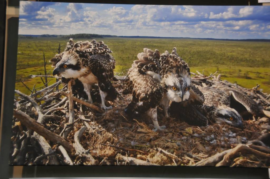 Liepājas Latviešu biedrības namā skatāma fotoizstāde "Ērgļi pāri robežām"".
Autors: ReKurZeme, portāls