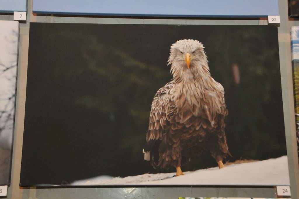 Liepājas Latviešu biedrības namā skatāma fotoizstāde "Ērgļi pāri robežām"".
Autors: ReKurZeme, portāls
