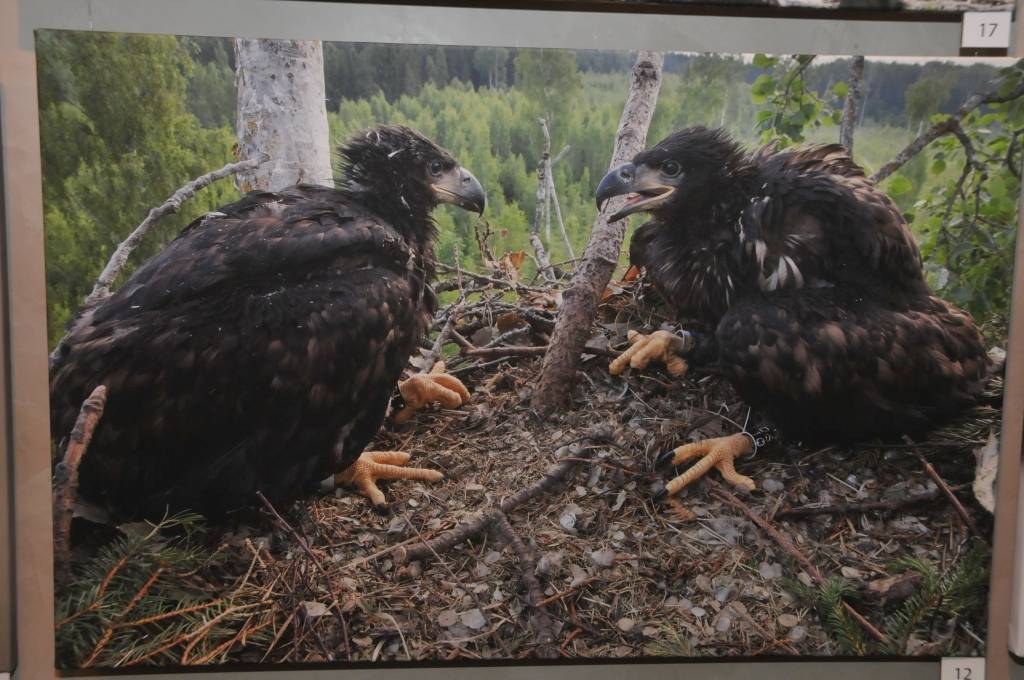 Liepājas Latviešu biedrības namā skatāma fotoizstāde "Ērgļi pāri robežām"".
Autors: ReKurZeme, portāls