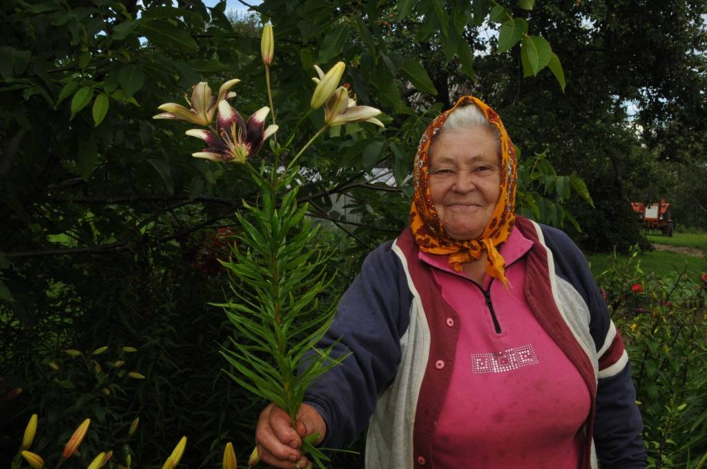 Kalvenē ZS “Mauriņi” saimniece Benita Baranovska savā dārzā jau vairāk kā 20 gadus audzē lilijas. Ar mammas Mildas Ornicānes palīdzību iekopts krāšņs dārzs, kurā baudāma plaša ziedu krāsu gamma.
Autors: ReKurZeme, portāls