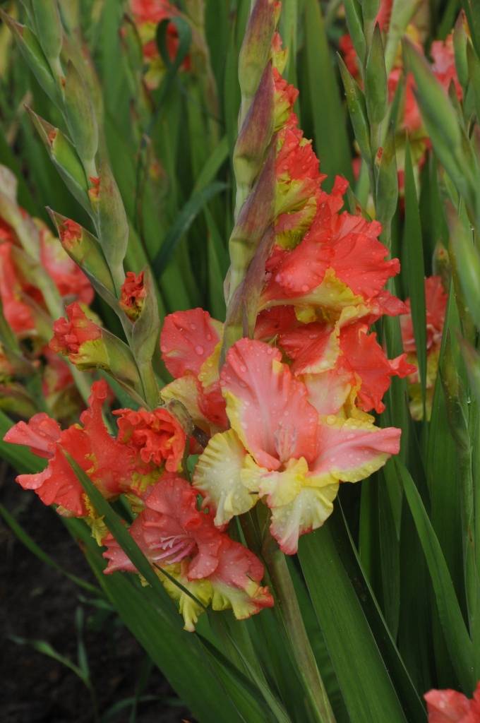 Nīcas pagasta “Lūšos” gladiolas zied jau vairākus desmitus gadu. Šie ziedi nav īpaši kaprīzi, bet prasa daudz roku darba, stāsta to audzētājs Voldemārs Klucis. 

Viņš rēķina, ka nelielās platībās gladiolas ir izdevīgāk audzēt nekā...
Autors: ReKurZeme, portāls