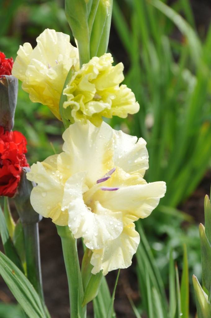 Nīcas pagasta “Lūšos” gladiolas zied jau vairākus desmitus gadu. Šie ziedi nav īpaši kaprīzi, bet prasa daudz roku darba, stāsta to audzētājs Voldemārs Klucis. 

Viņš rēķina, ka nelielās platībās gladiolas ir izdevīgāk audzēt nekā...
Autors: ReKurZeme, portāls