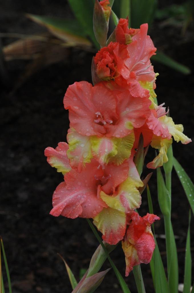 Nīcas pagasta “Lūšos” gladiolas zied jau vairākus desmitus gadu. Šie ziedi nav īpaši kaprīzi, bet prasa daudz roku darba, stāsta to audzētājs Voldemārs Klucis. 

Viņš rēķina, ka nelielās platībās gladiolas ir izdevīgāk audzēt nekā...
Autors: ReKurZeme, portāls